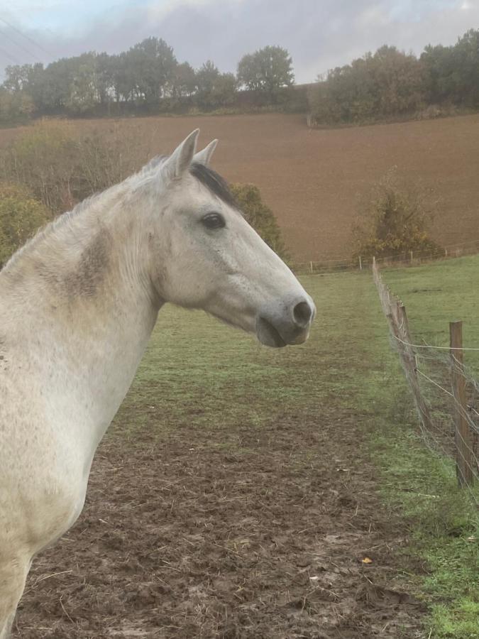 Chez Sophie - Gite Et Gite Equestre Clermont-Dessous Zewnętrze zdjęcie